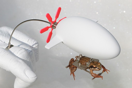 Read more about the article Frog Can Fly – Installation Art With Live Frogs
