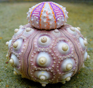 Read more about the article Beautiful Sea Urchin