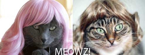 Read more about the article Kitty Wigs – For Cats Living With Lonely Men
