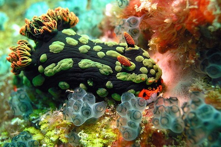 Read more about the article Beautiful Underwater Picture of a Nembrotha Kubaryana