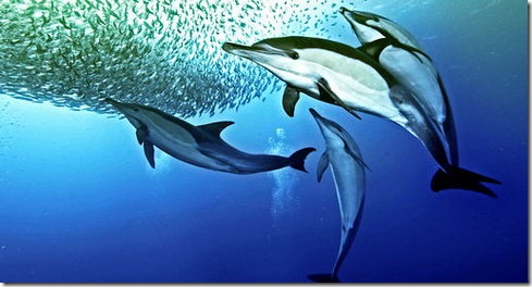 Read more about the article Underwater Armageddon – Nature’s Great Events Documentary