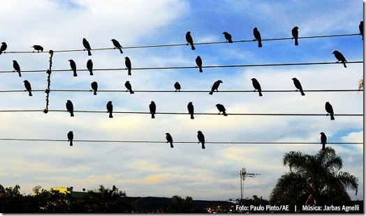 Read more about the article Song Created Using the Positions of Birds on Wires