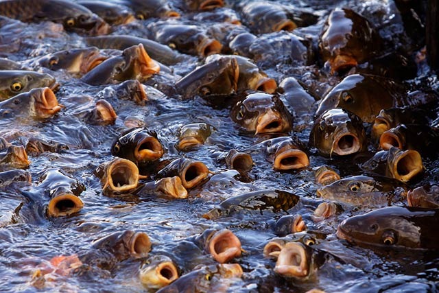 Read more about the article Thousands of Hungry Carp