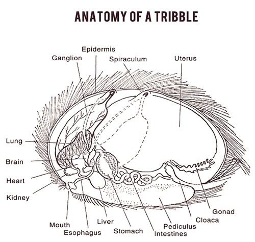 Read more about the article Anatomy Of A Tribble