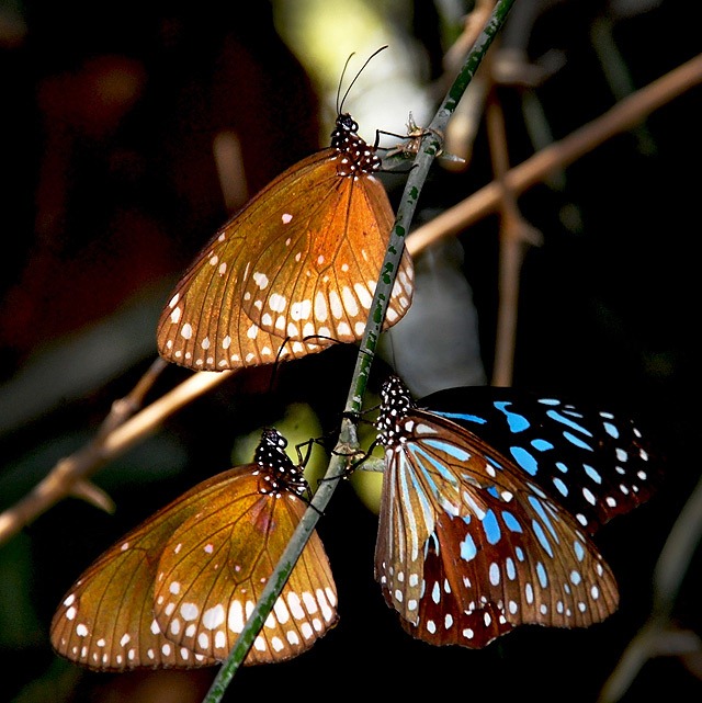 Read more about the article Agumbe, The Capital of The King Cobra