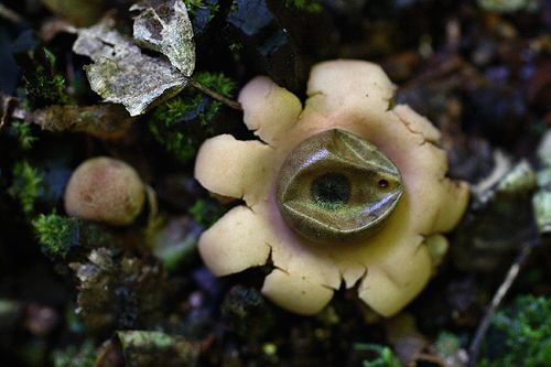 Read more about the article 30 Enchanting Pictures of Mushrooms, Toadstools And Fungi