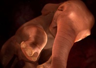 Read more about the article Stunning images of animals in the womb.