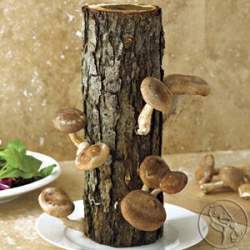 Read more about the article Exotic Food – Gourmet Mushrooms