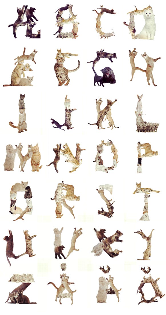 Read more about the article Cat Alphabets