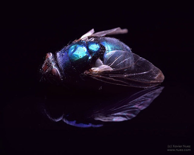 Read more about the article Xavier Nuez’s “Glam Bugs” – A Series of Photographs