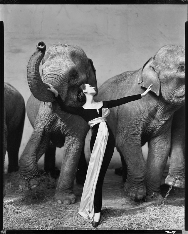 Read more about the article Dovima with Elephants – A Beautiful Vintage Photograph