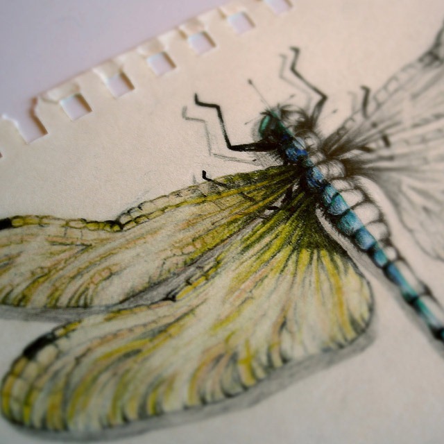 Read more about the article Beautifully-Detailed Drawings of Insects by Paula Duta