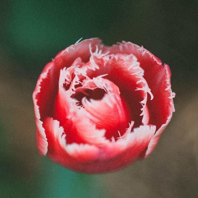 Read more about the article Close-Up Photographs of Beautiful Flowers by Claudia Magas