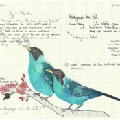 All-My-Beautiful-Boys-Ornithological-Drawings-by-Fran-Giffard-Green-Honeycreeper