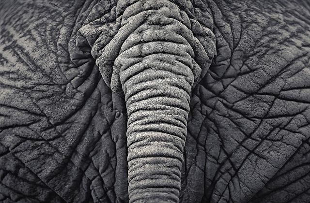 Read more about the article Beautiful Monochrome Photographs of Wild Animals by Antti Viitala